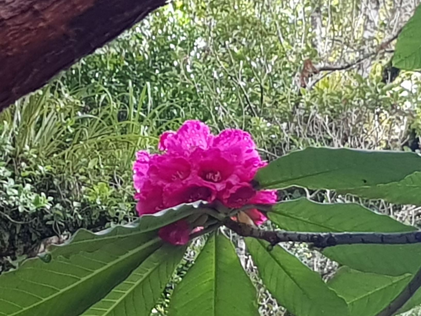 Rhododendron protistum [Forrest form]