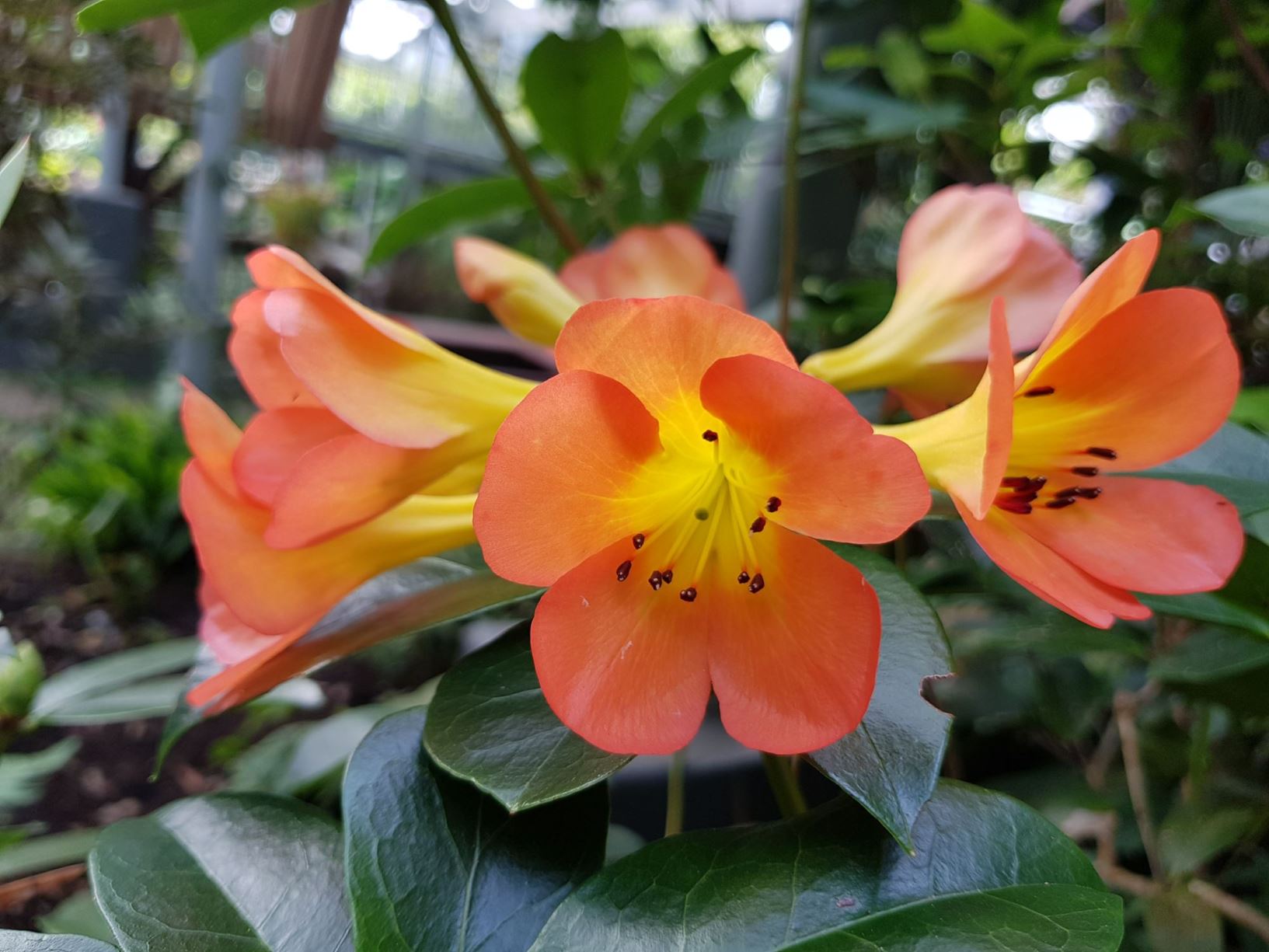 Rhododendron 'Cristo Rey' (Vireya)
