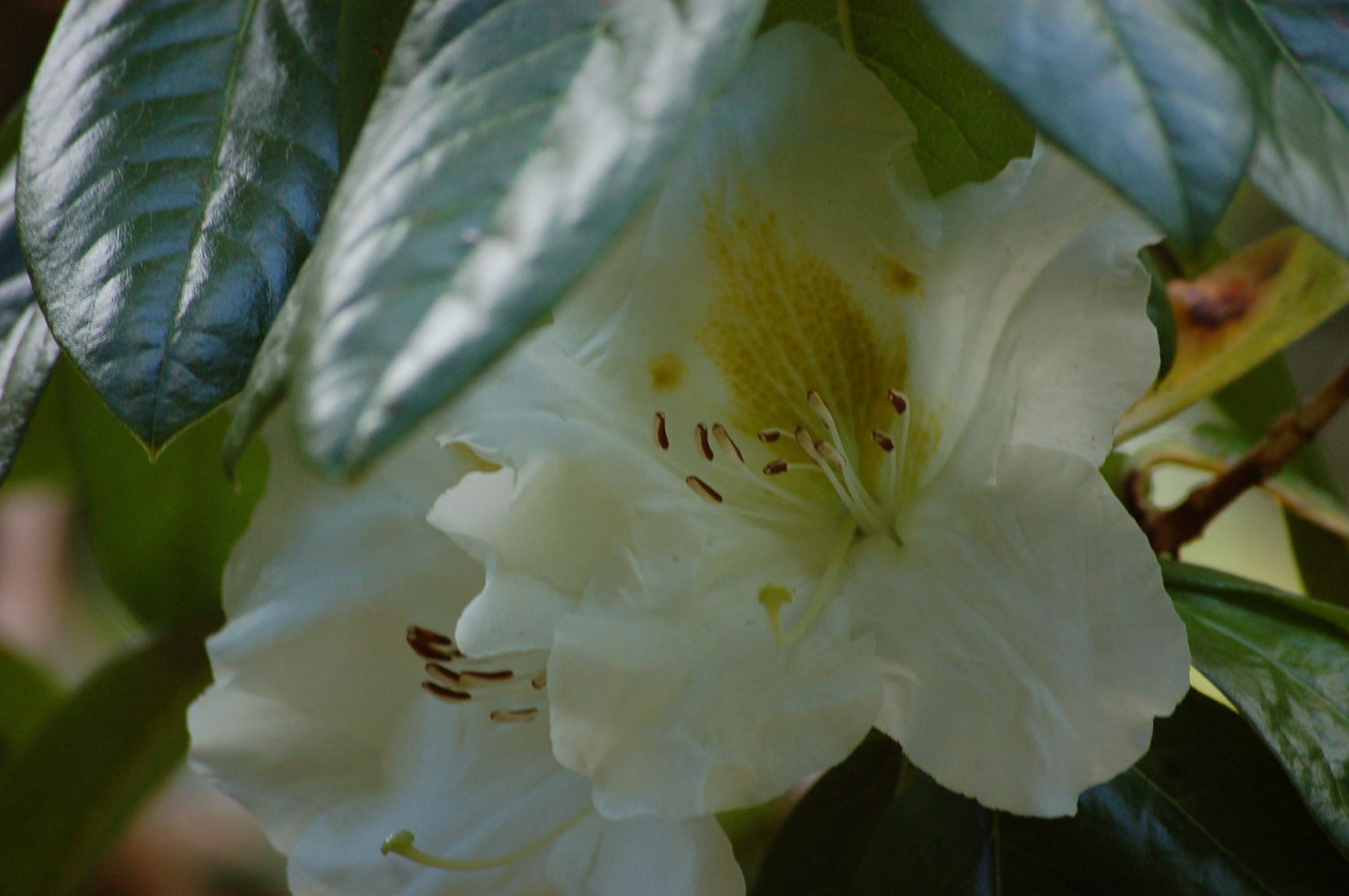 Rhododendron parryae [Fischer 146 AM form]