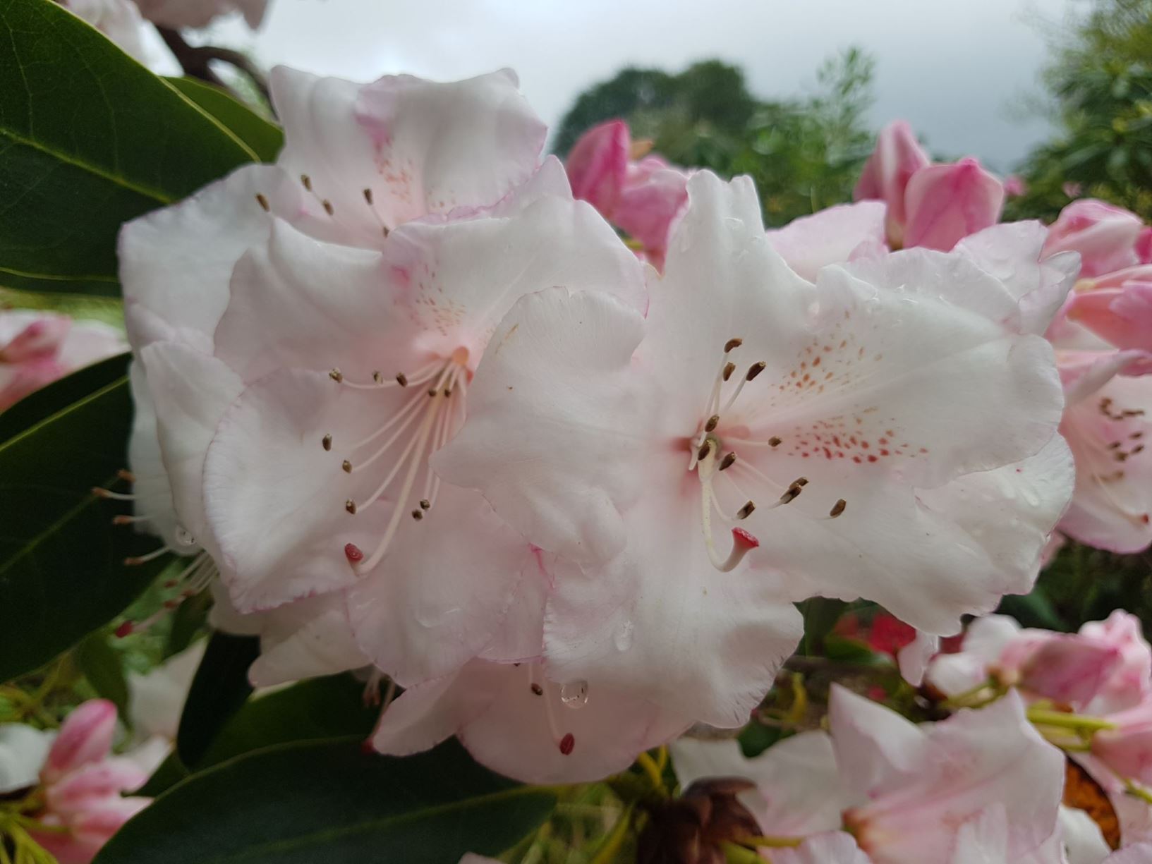 Rhododendron 'Beauty of Littleworth'