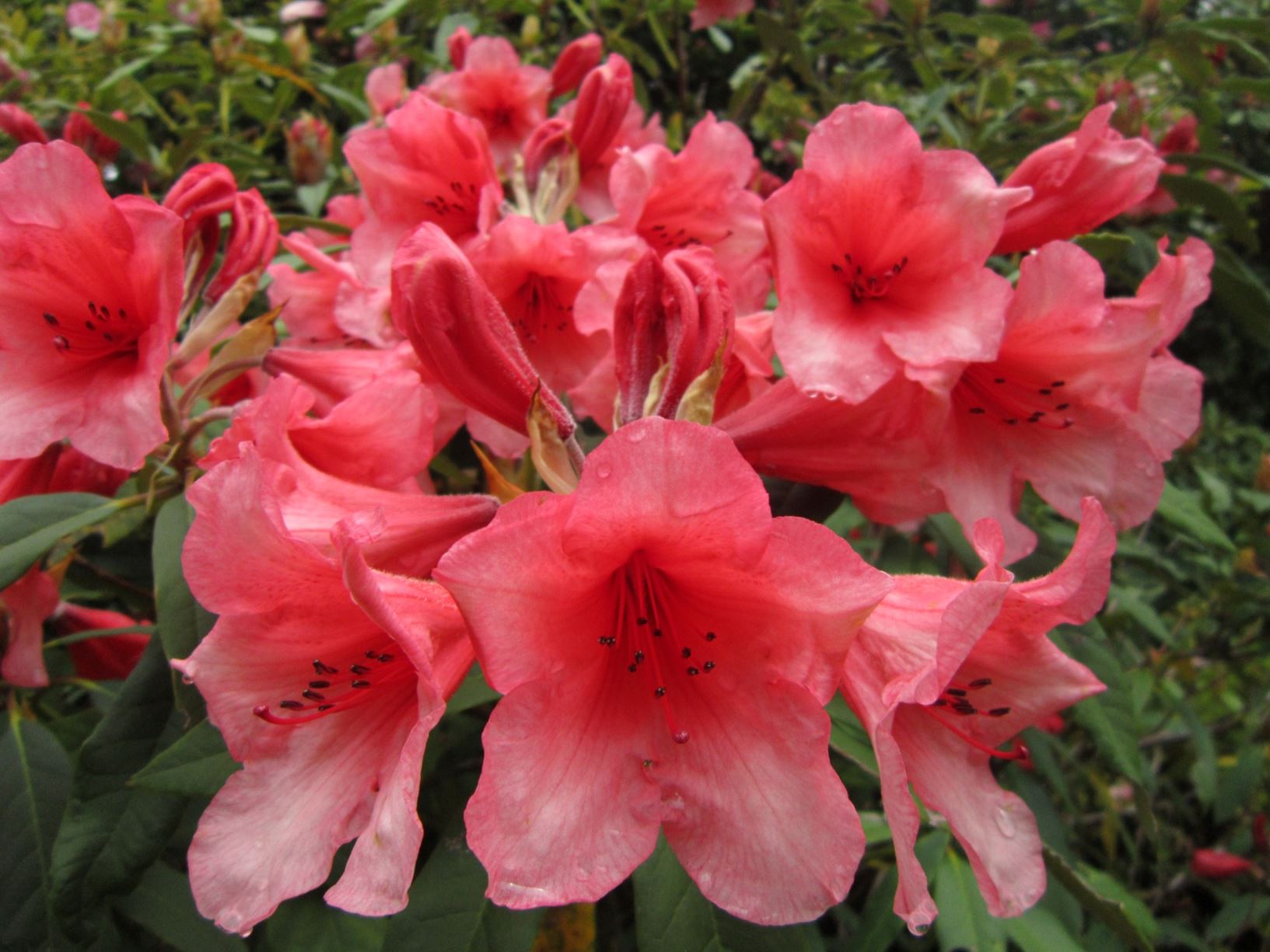 Rhododendron 'Eventide'