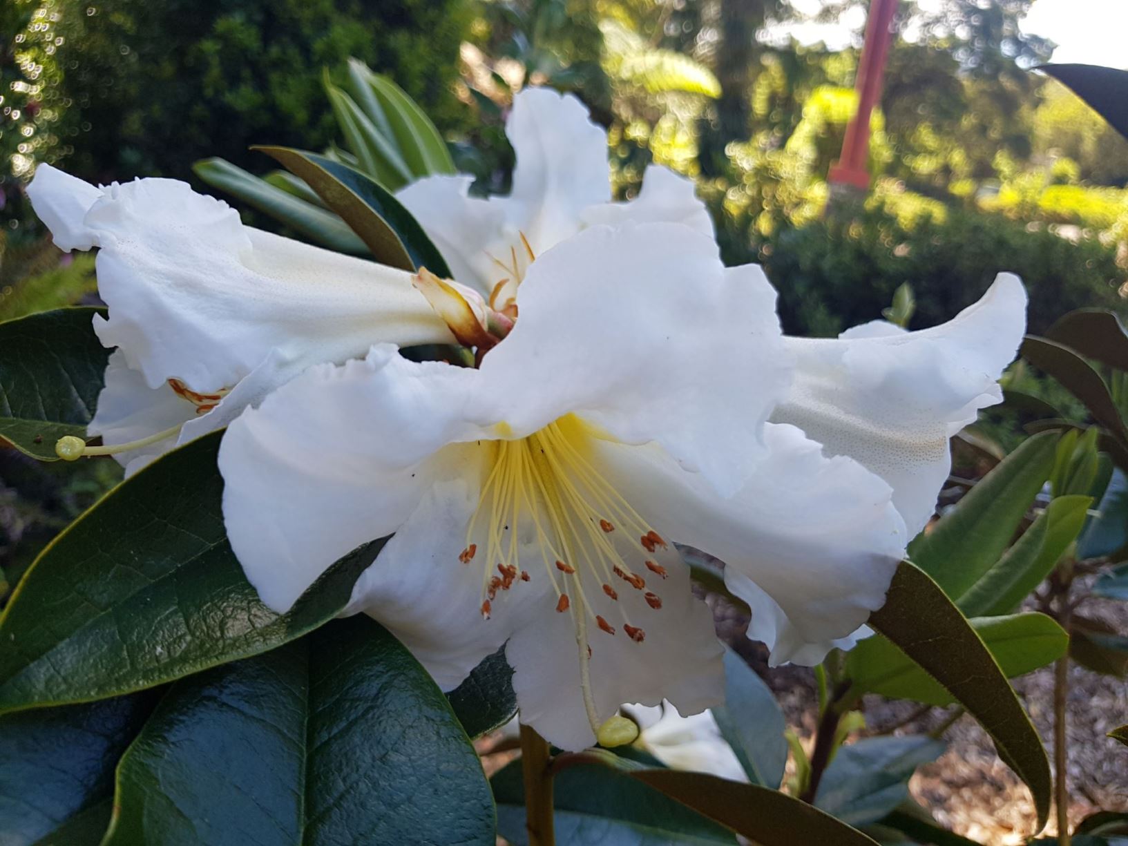 Rhododendron 'Carla Van Zon'