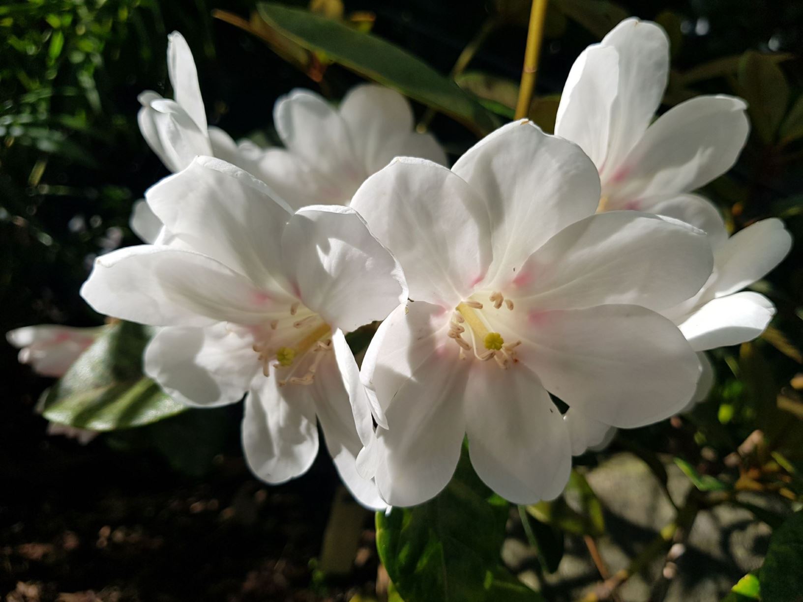 Rhododendron 'Gilded Sunrise' (Vireya) × R. 'Frosted Candy' (Vireya) × R. konori (Vireya)