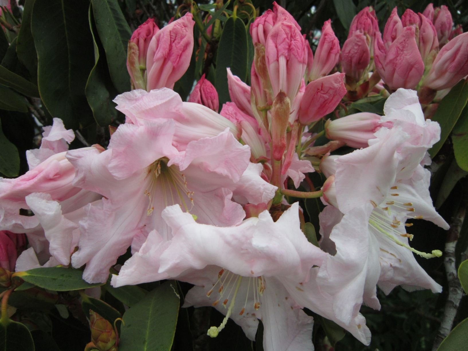 Rhododendron 'Solent Queen'