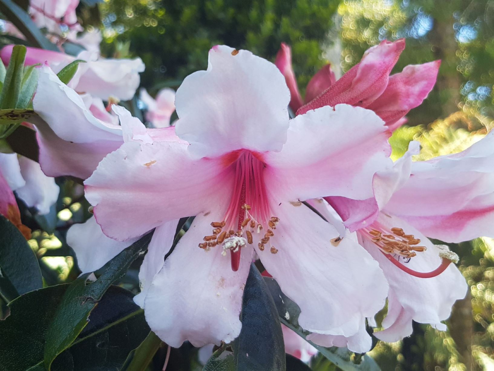 Rhododendron 'Maddy Bern'
