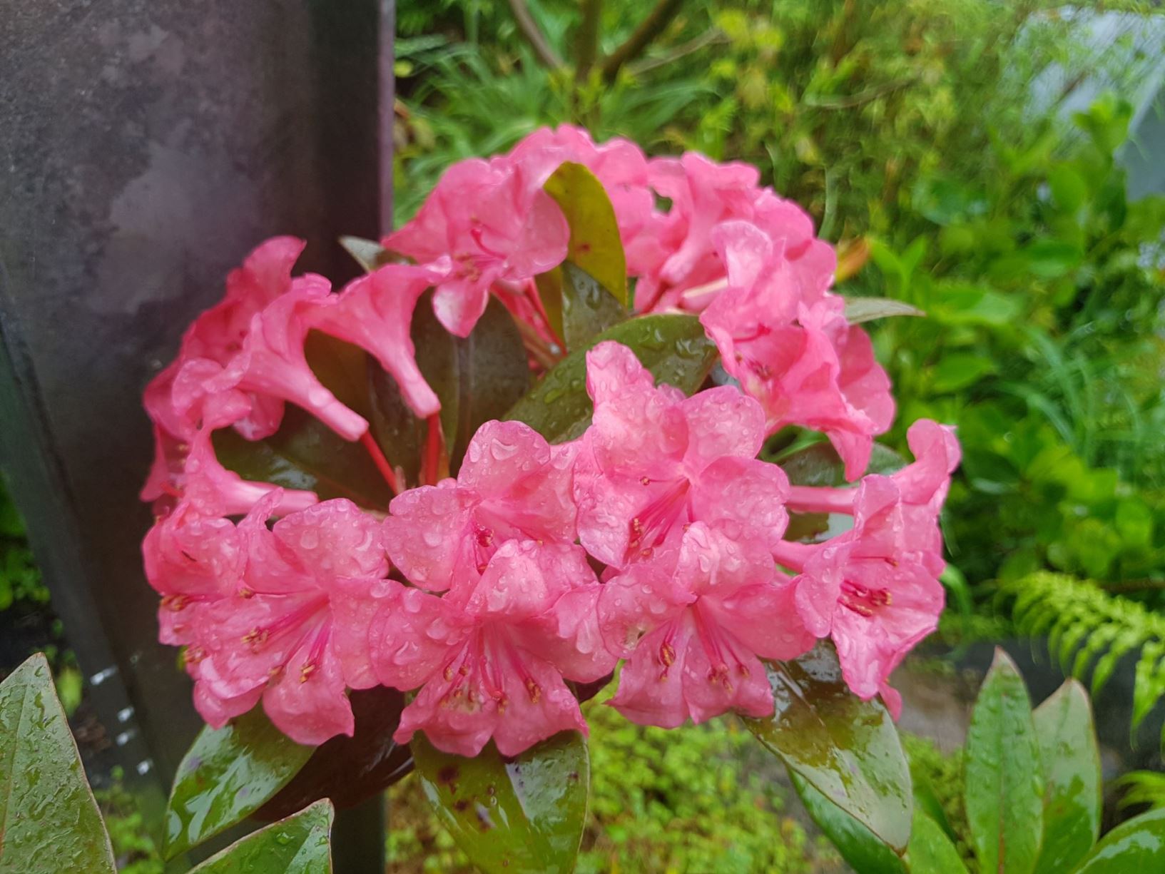 Rhododendron 'Pink Delight' (Vireya)