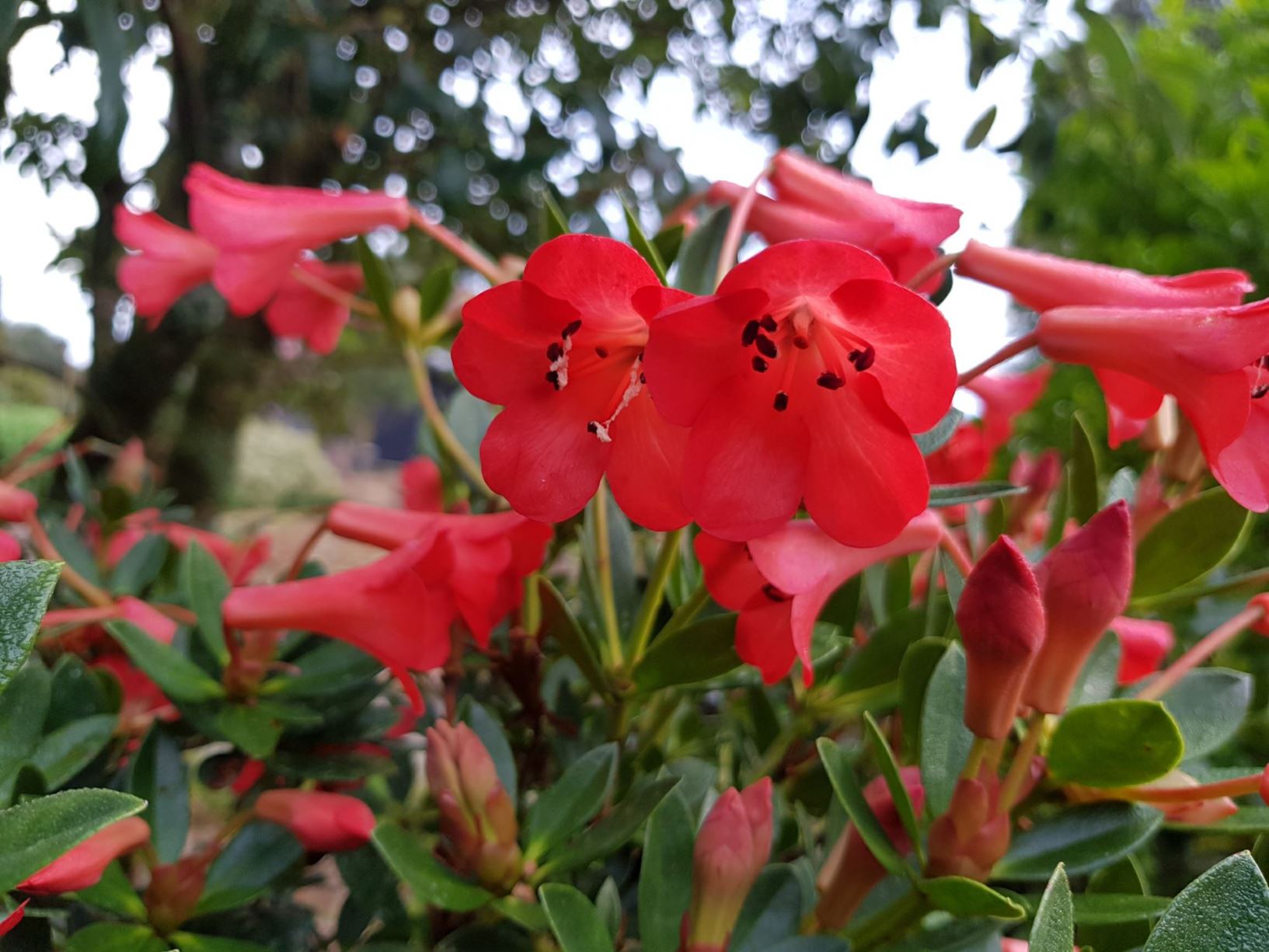 Rhododendron 'Jiminy Cricket' (Vireya)
