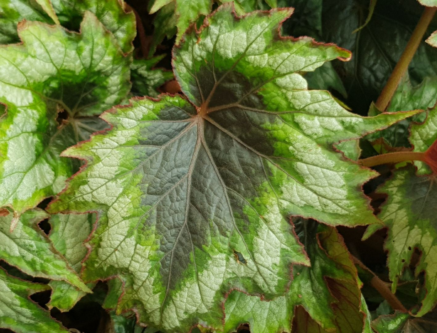 Begonia sp. Unknown cultivar - similar to Iron Cross