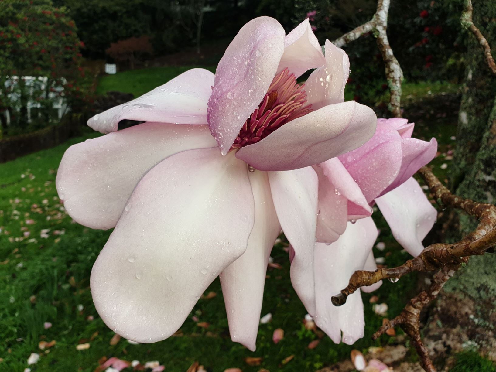 Magnolia campbellii subsp. mollicomata 'Iolanthe'