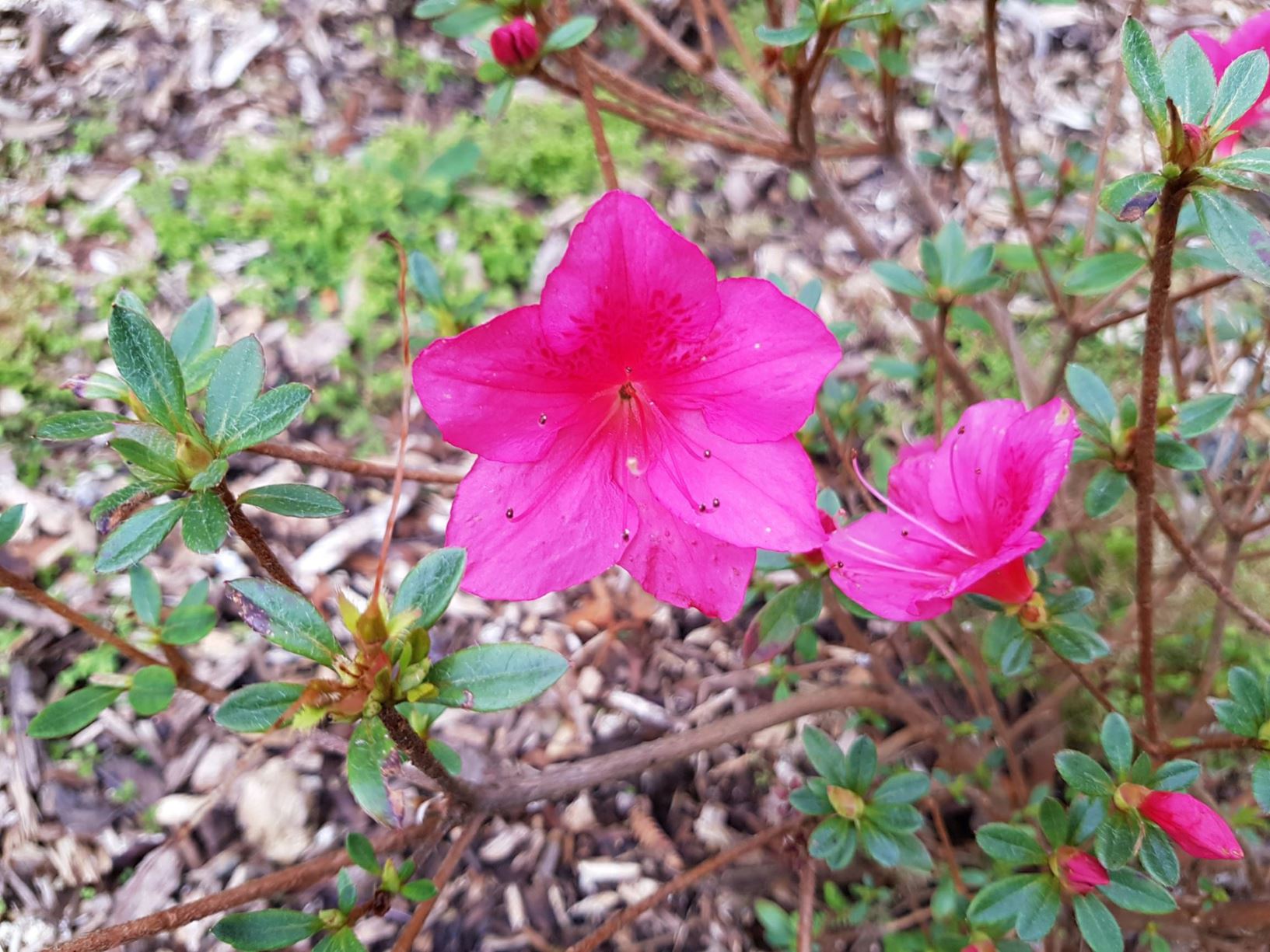 Rhododendron 'Caroline Gable' (Azalea)