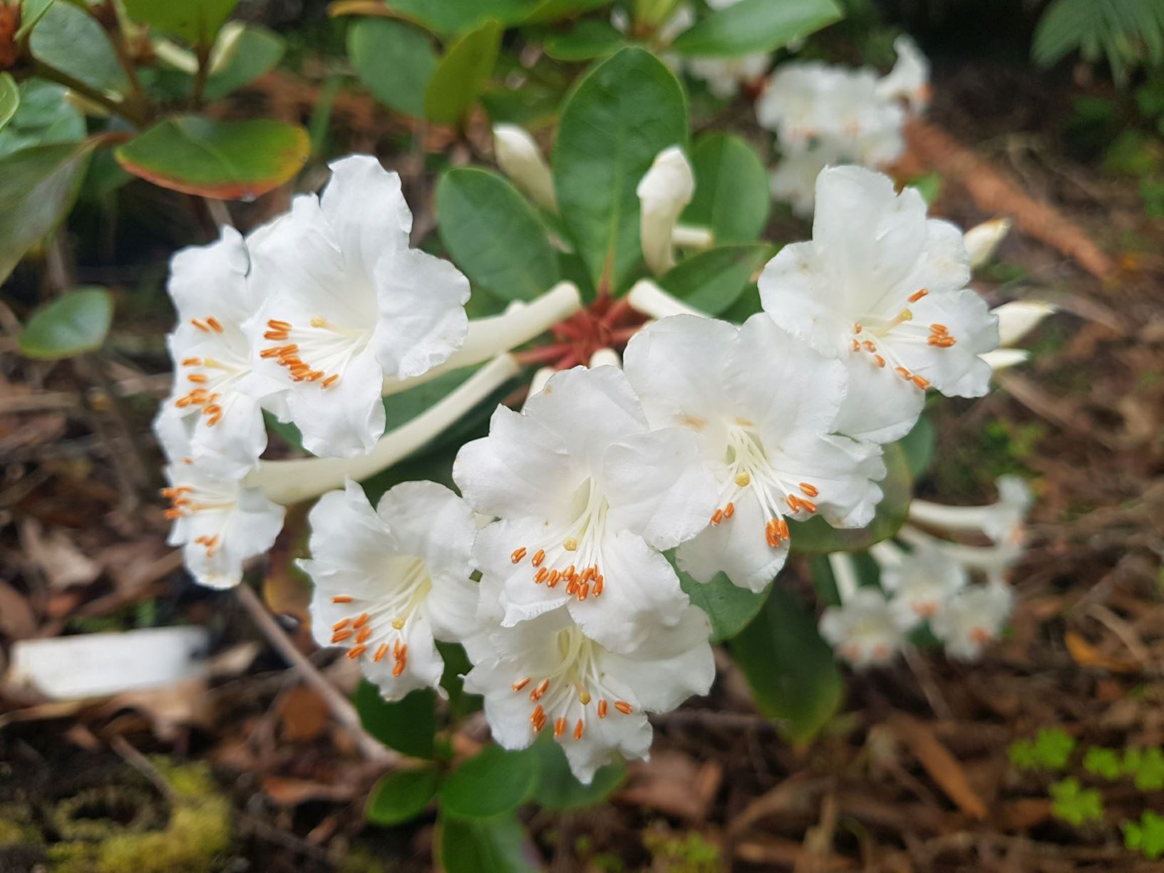 Rhododendron cruttwellii (Vireya)