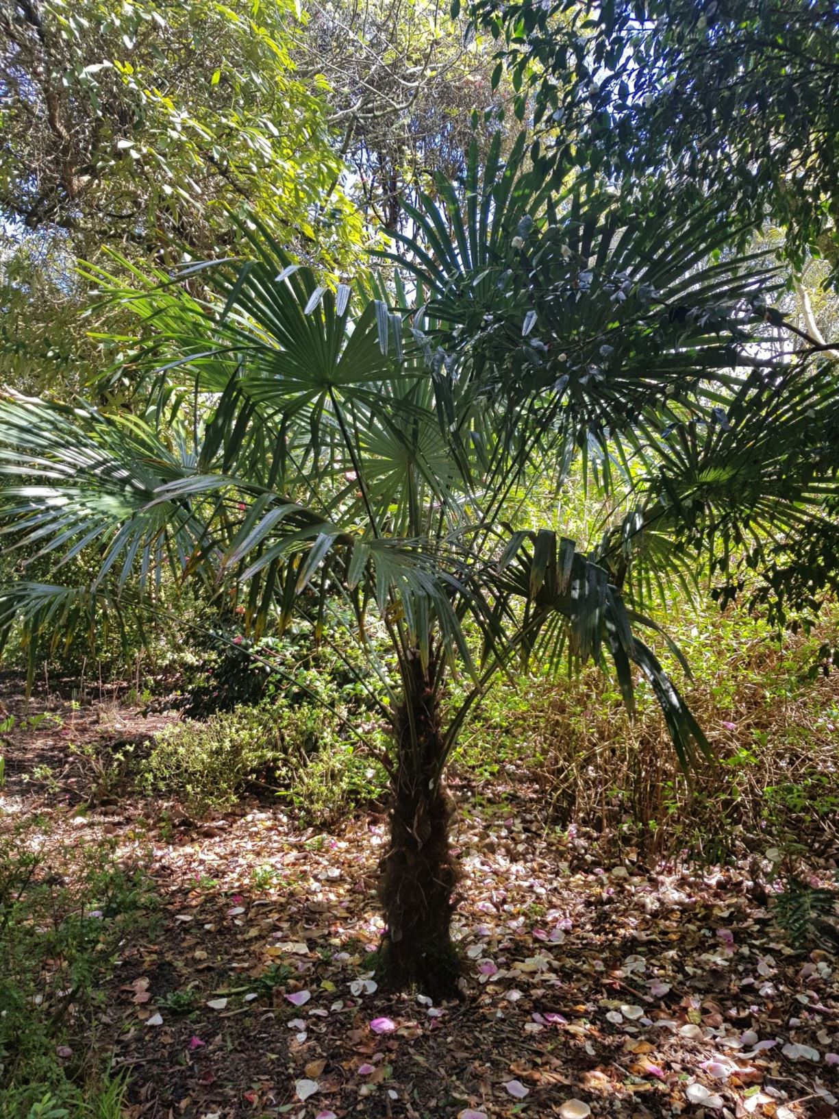 Trachycarpus fortunei - Chinese fan palm, hemp palm