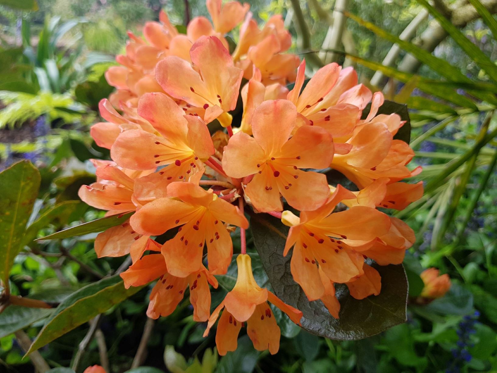 Rhododendron 'Golden Charm' (Vireya)