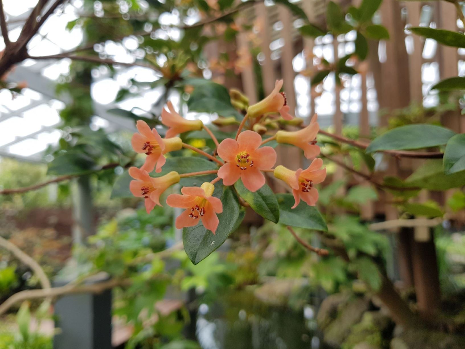 Rhododendron 'Sweet Mac' (Vireya)