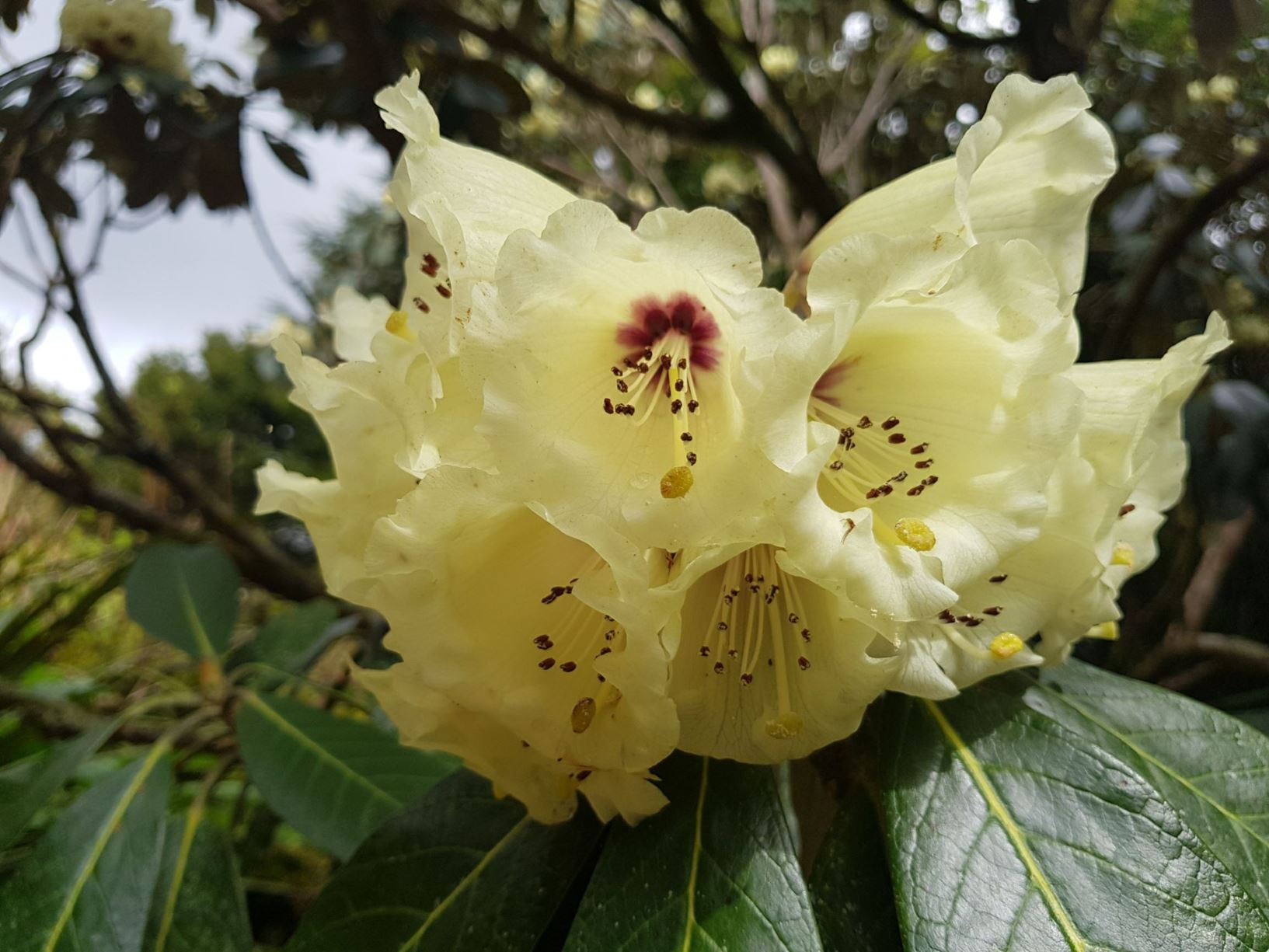 Rhododendron 'Mrs Ray Kidd'