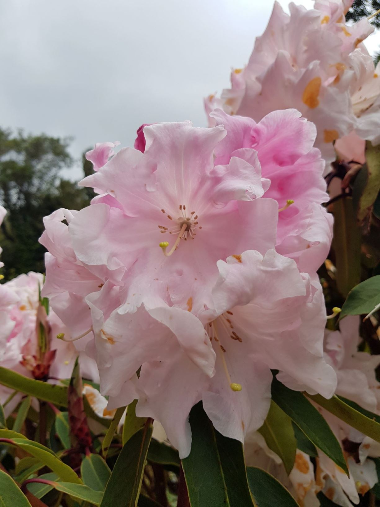 Rhododendron 'Eunicie Claris'