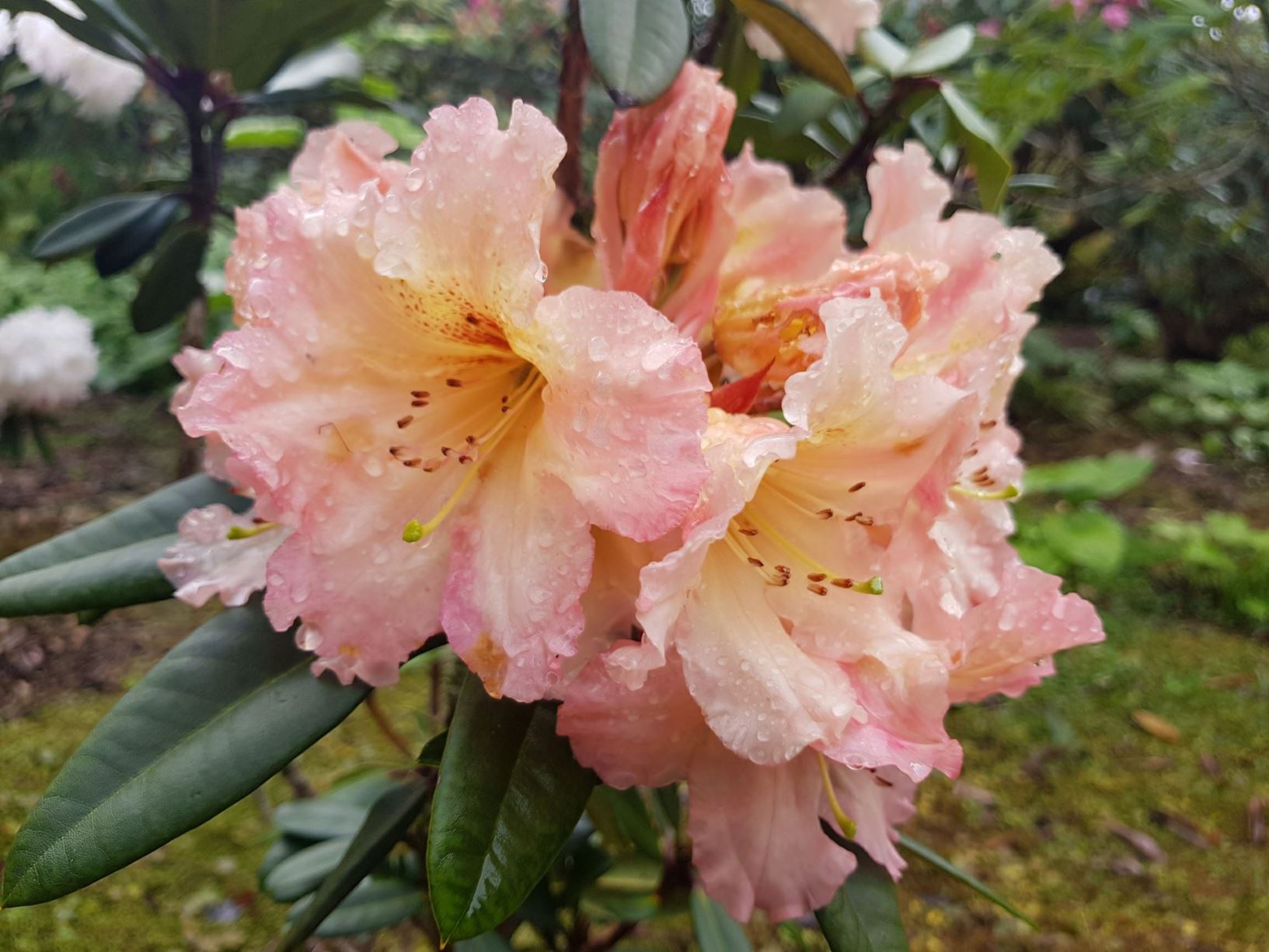 Rhododendron 'Woody Peach'