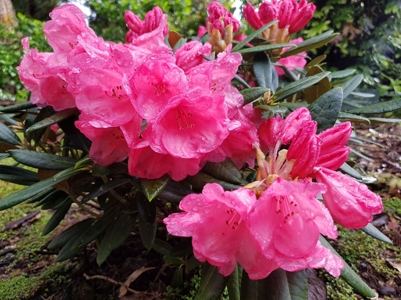 Rhododendron 'Cupcake'