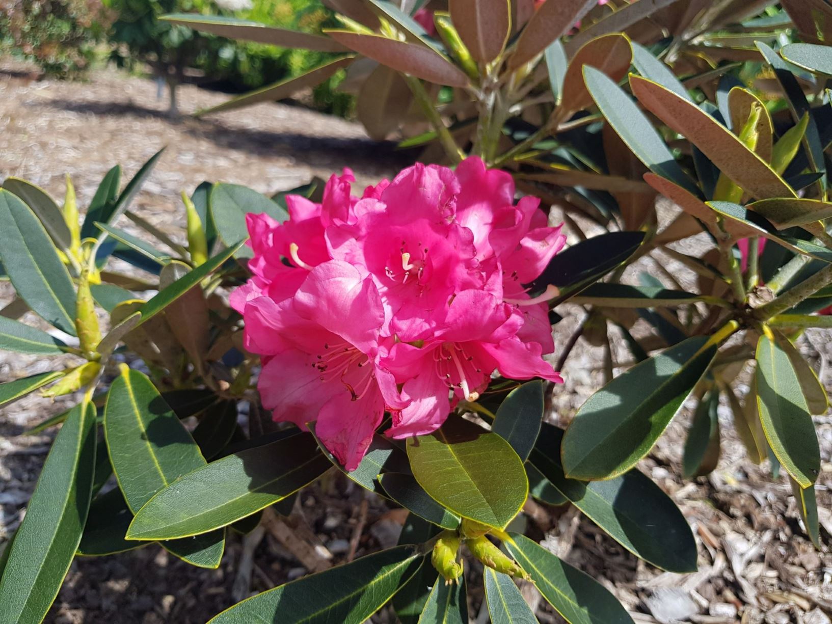 Rhododendron 'Coral Velvet'