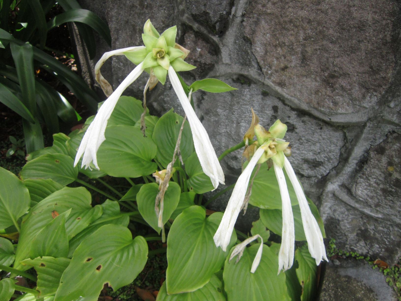 Hosta plantaginea - august lily, maruba, yusan, tamano-giboshi-kanzashi