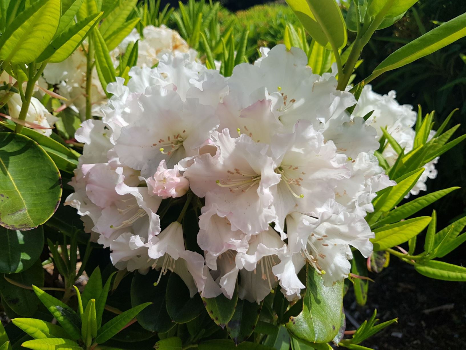 Rhododendron 'White Pearl'