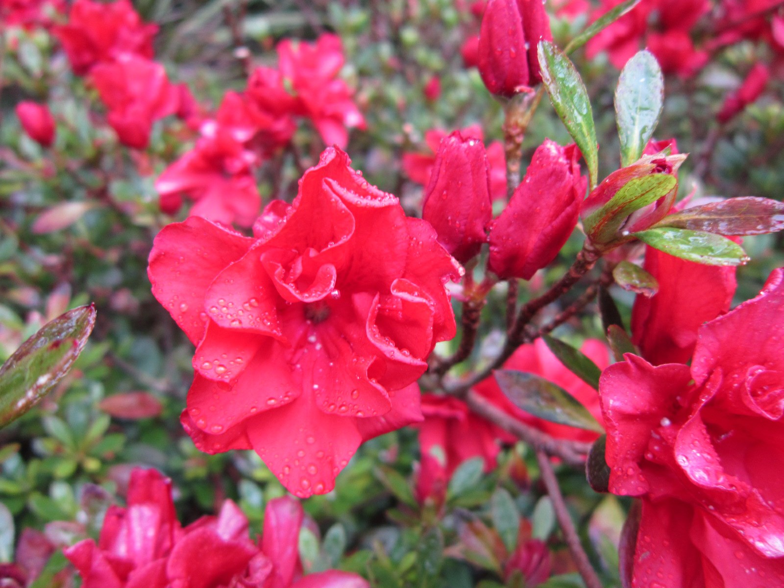Rhododendron 'Orange Joy' (Azalea)