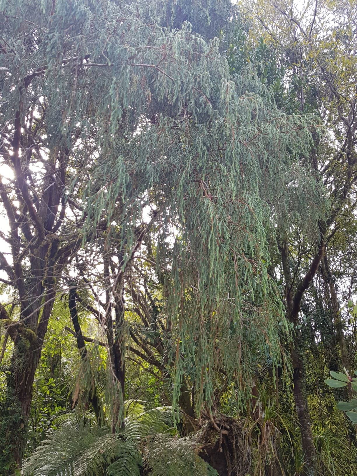 Juniperus recurva var. coxii - Drooping Juniper