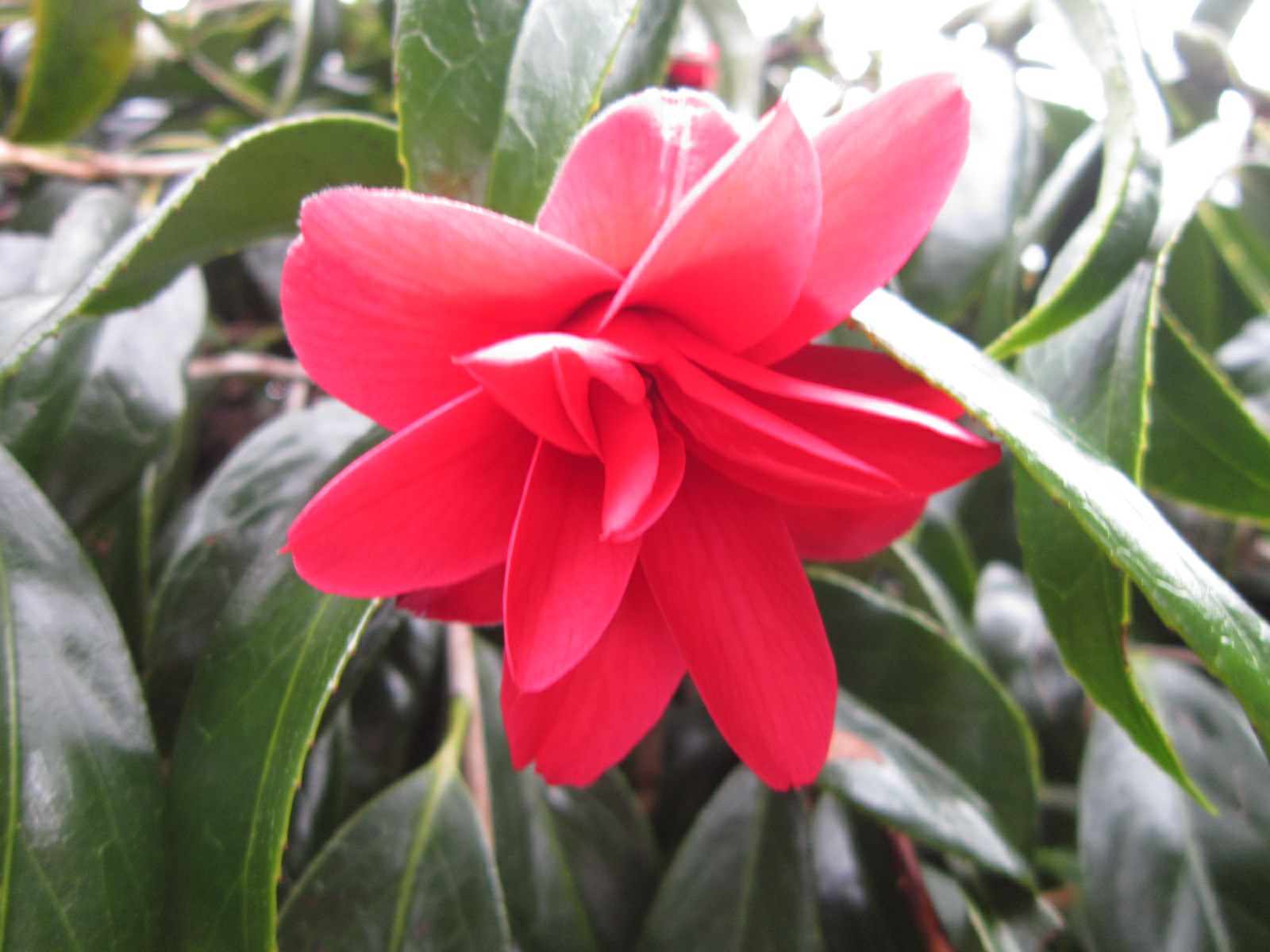 Camellia 'Kyoki'