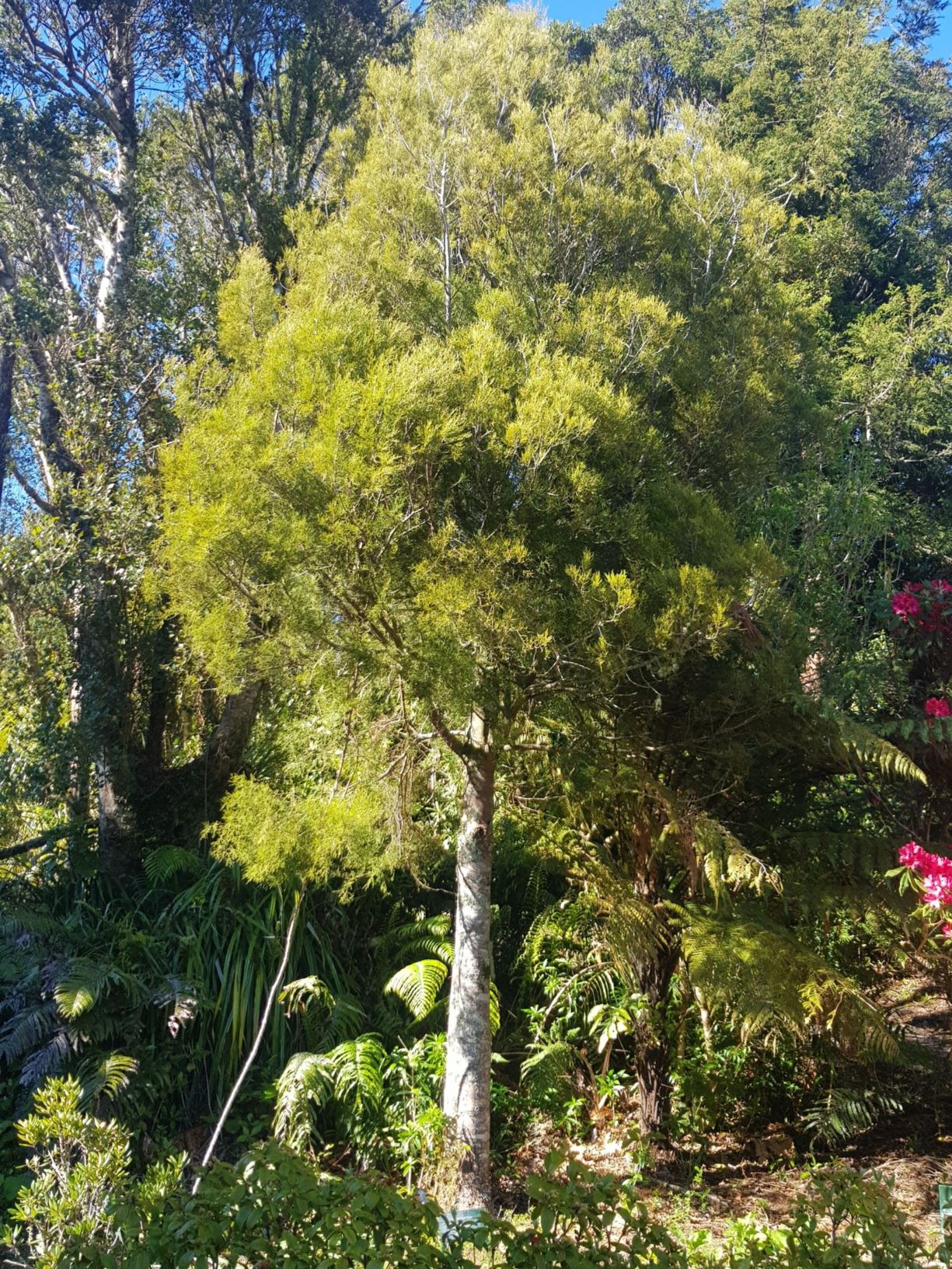 Dacrycarpus dacrydioides - white pine, kahikatea, koroi, katea, kahika, kai (young)