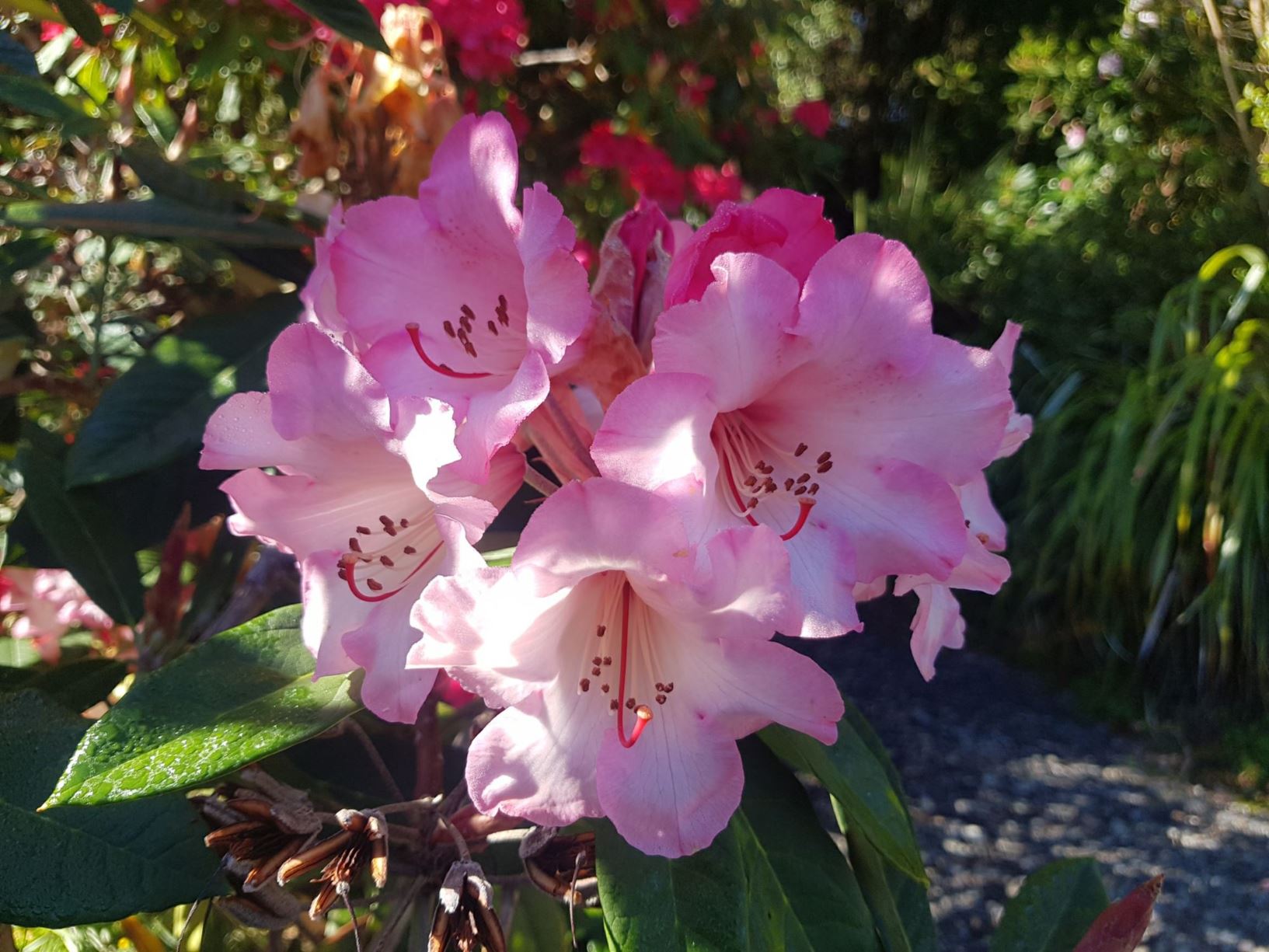 Rhododendron 'Mrs Elaine Rowe'