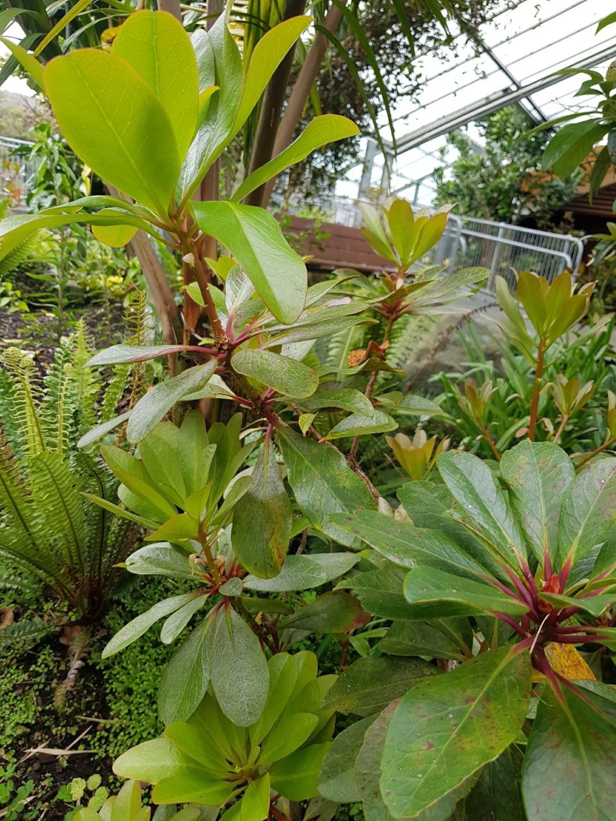 Rhododendron mindanaense (Vireya)