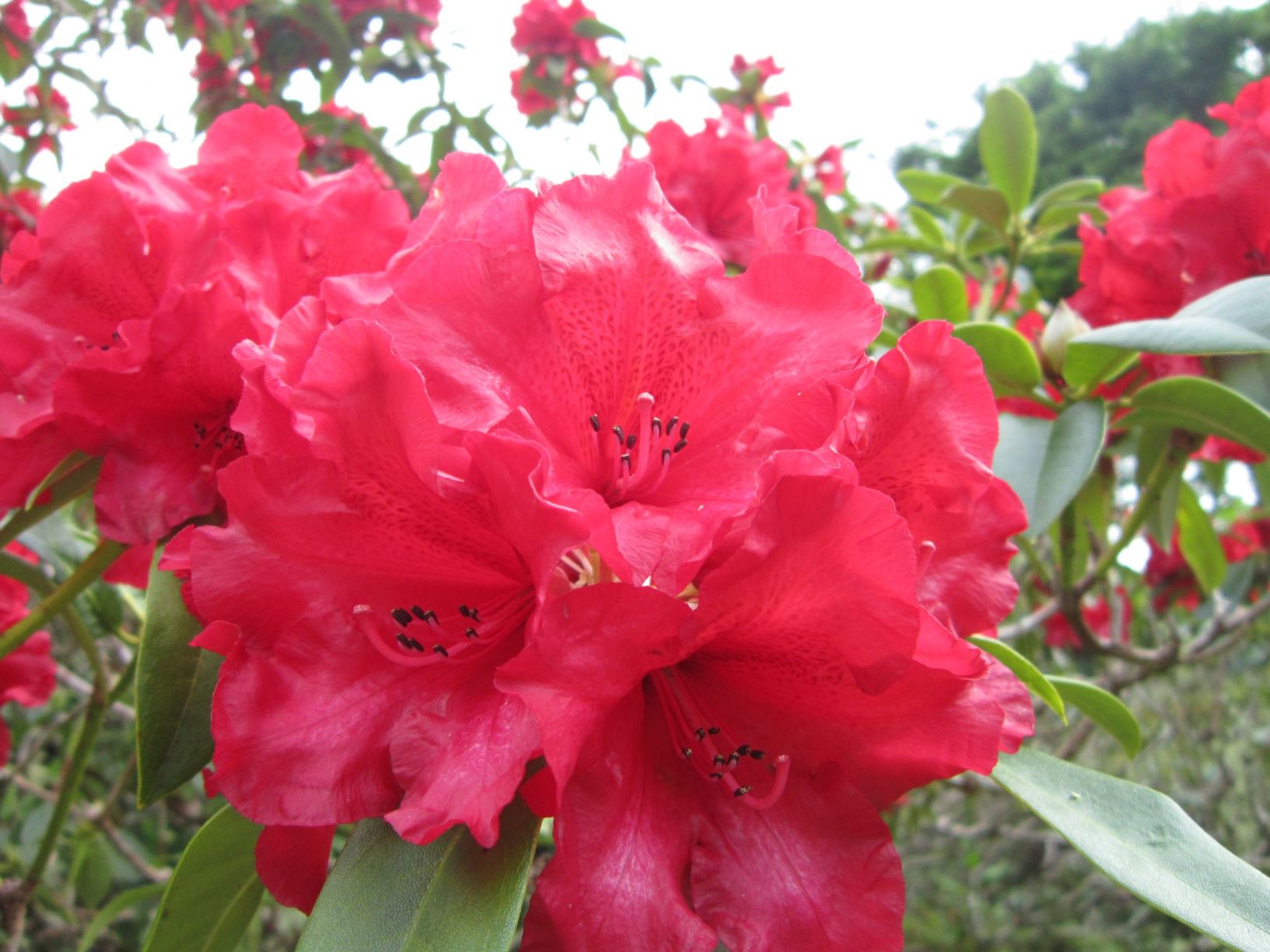 Rhododendron 'Bellerophon'