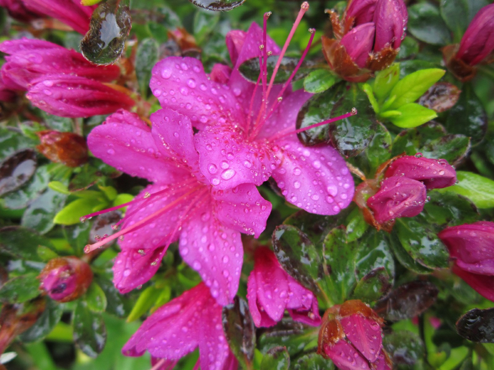 Rhododendron 'Nuccio's Purple Glitters' (Azalea)