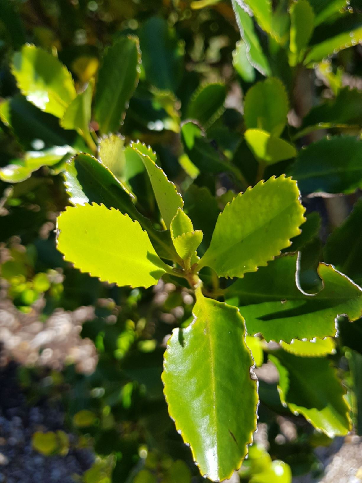 Laurelia novae-zelandiae - puketea