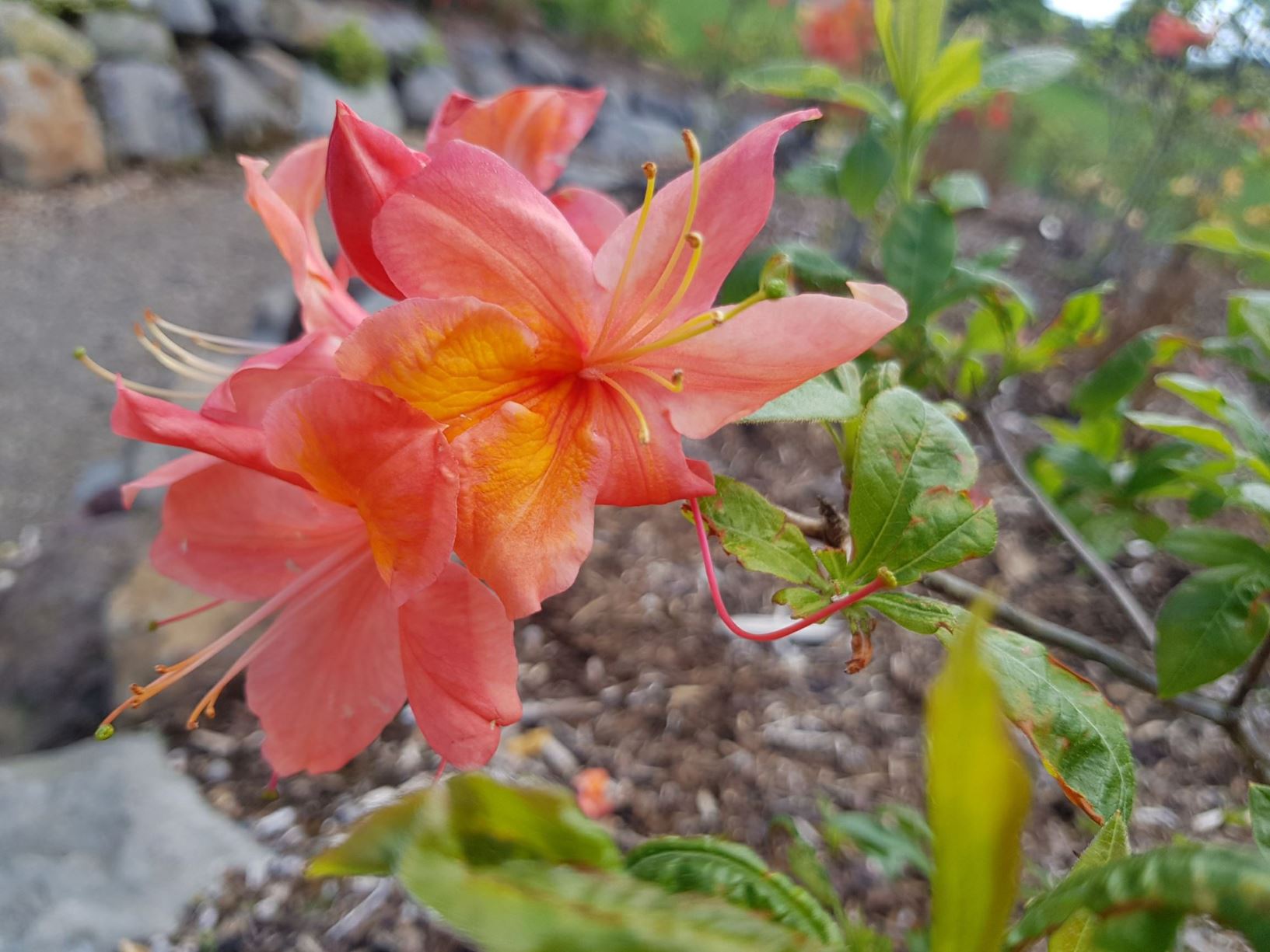 Rhododendron 'Mount Saint Helens' (Deciduous azalea)