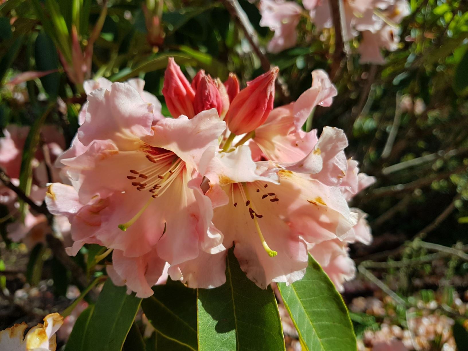 Rhododendron 'Tahitian Dawn'