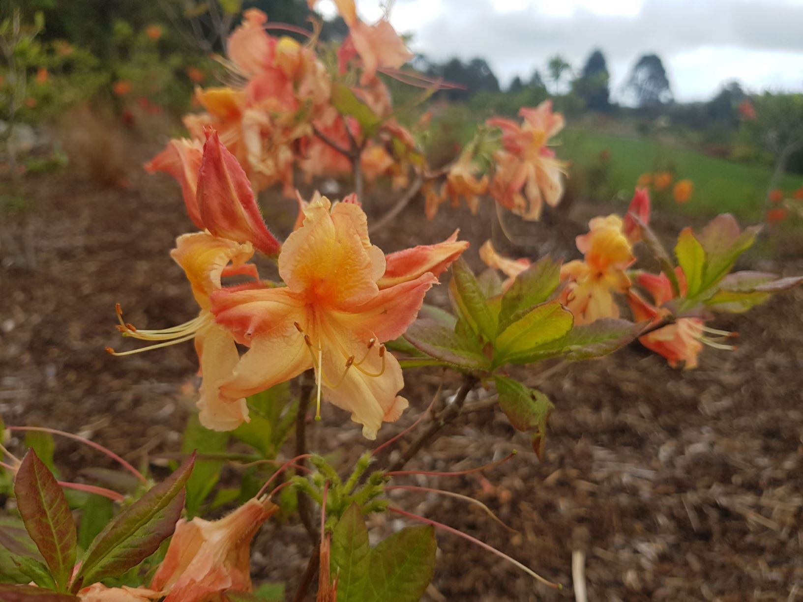 Rhododendron 'Dreadnought' (Deciduous Azalea)