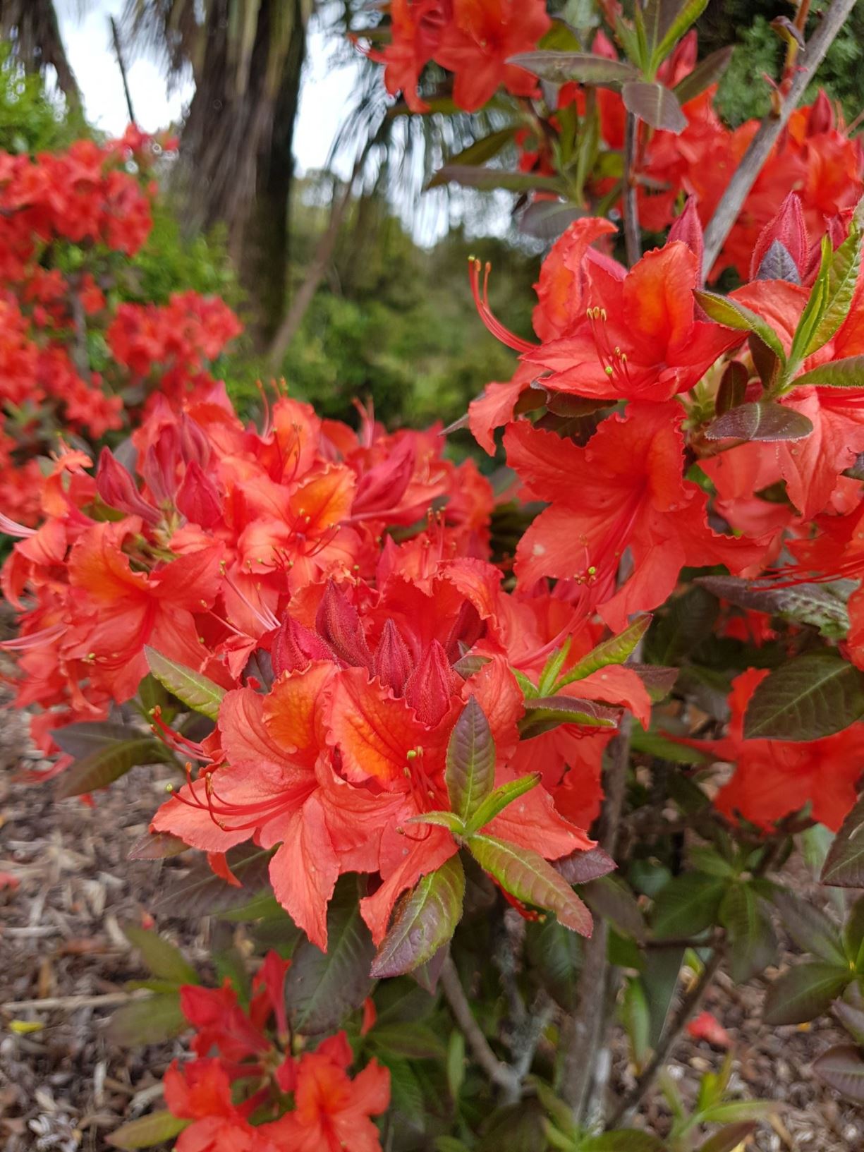 Rhododendron 'Dorothy Corston' (Deciduous Azalea)