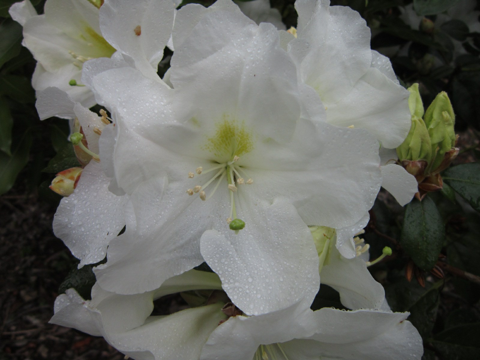 Rhododendron 'White Gift'