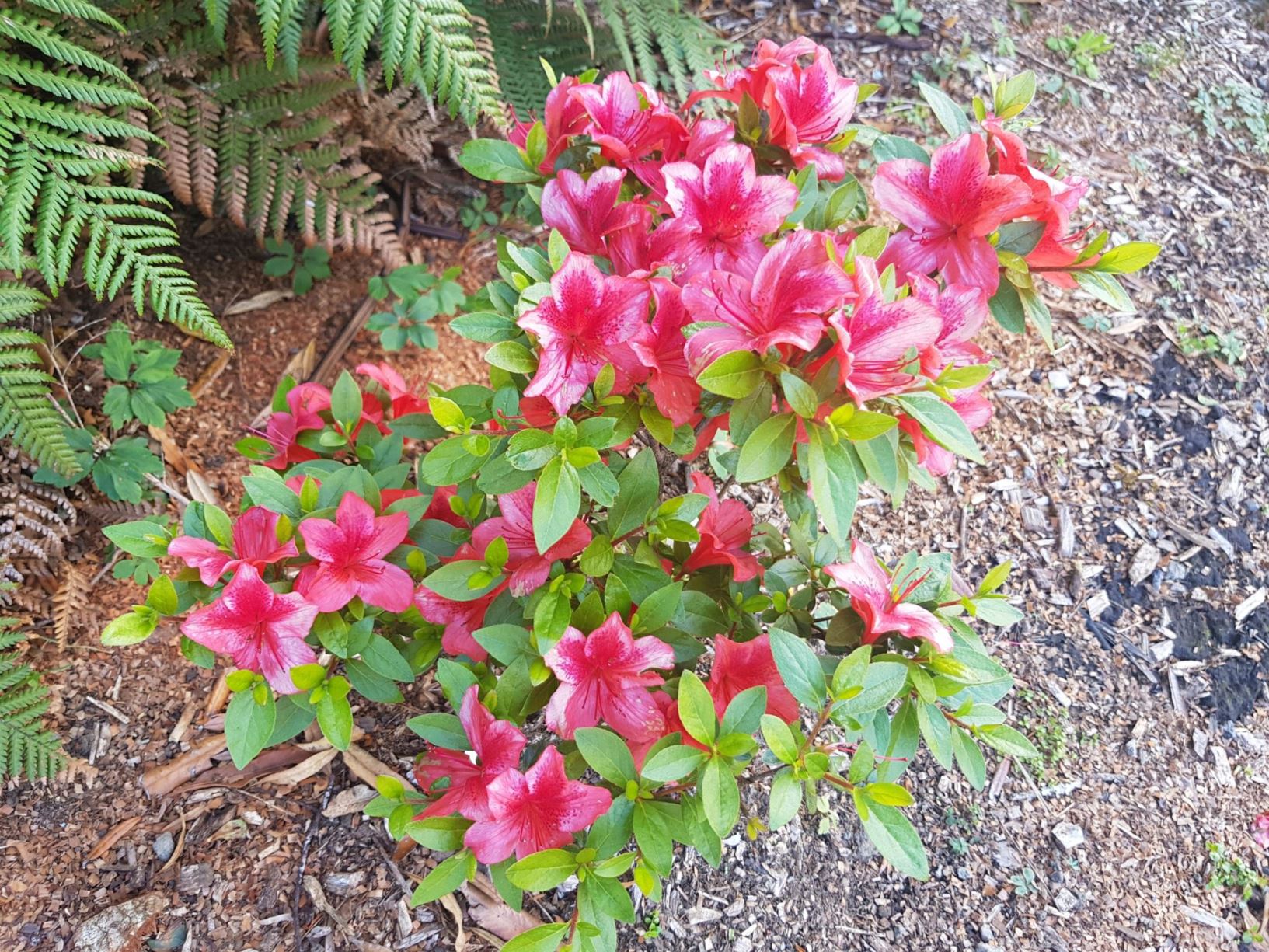 Rhododendron 'Buccaneer' (Azalea)