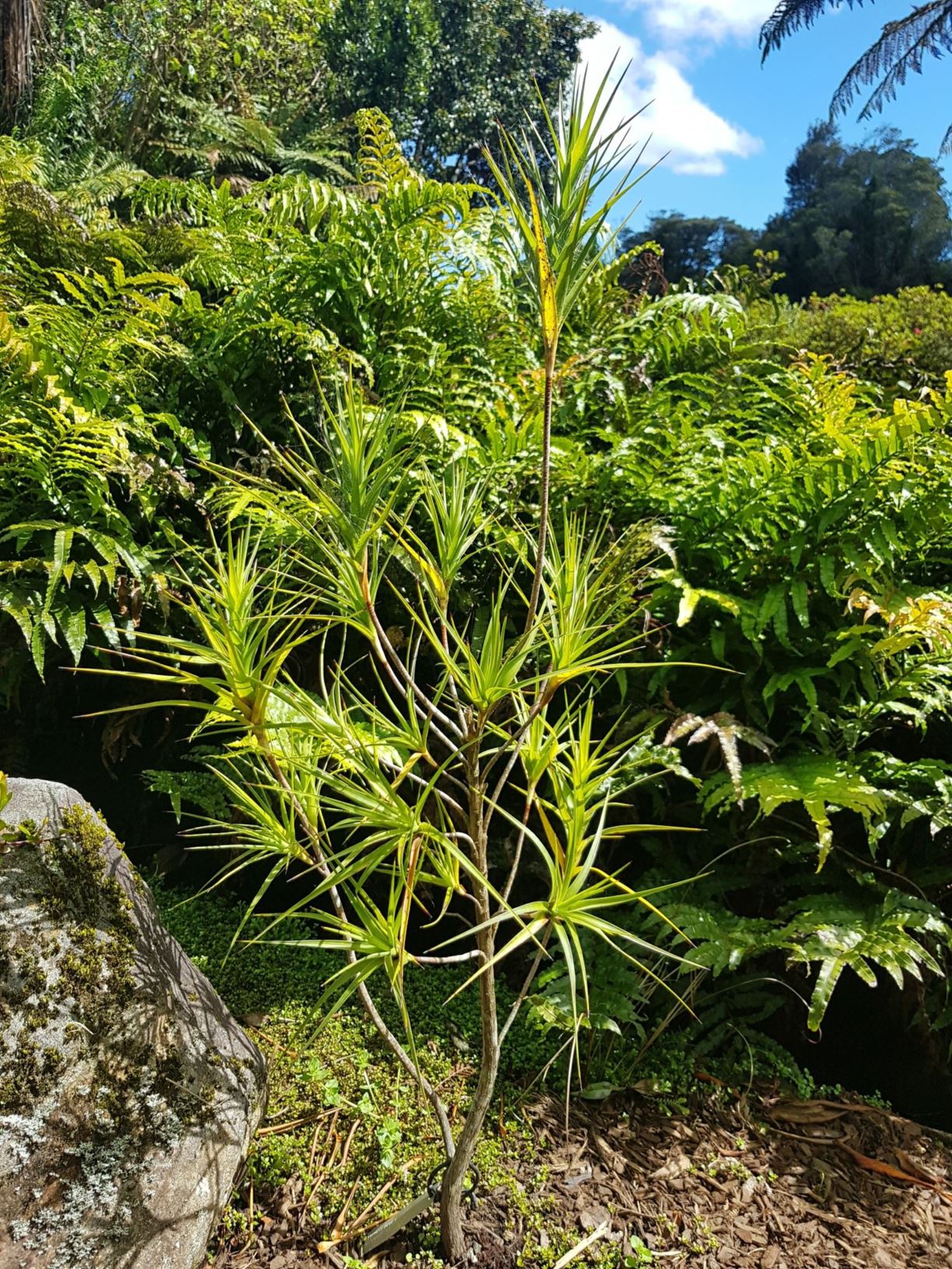 Dracophyllum strictum - totorowhiti