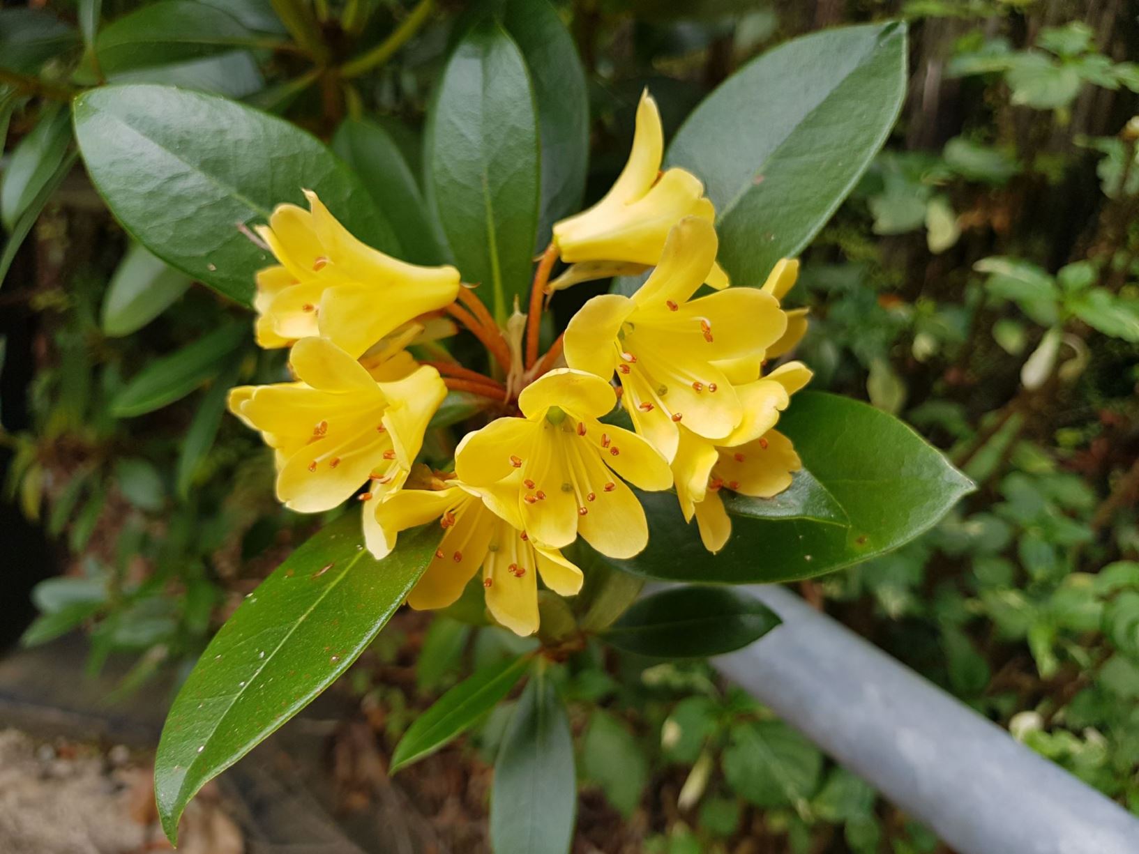 Rhododendron rarilepidotum [Yellow Form] (Vireya)