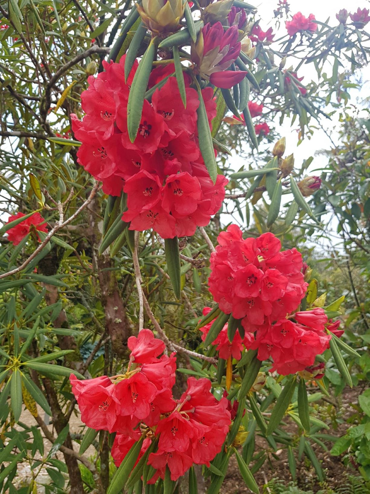 Rhododendron 'Tally Ho'