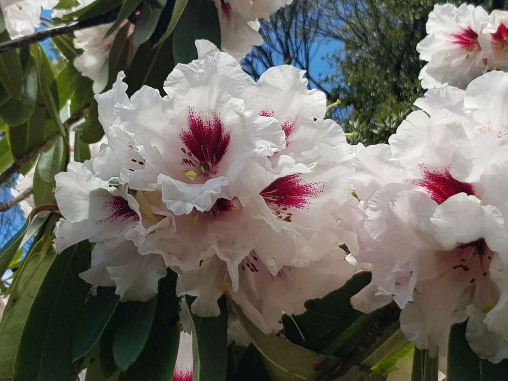 Rhododendron 'Babylon'