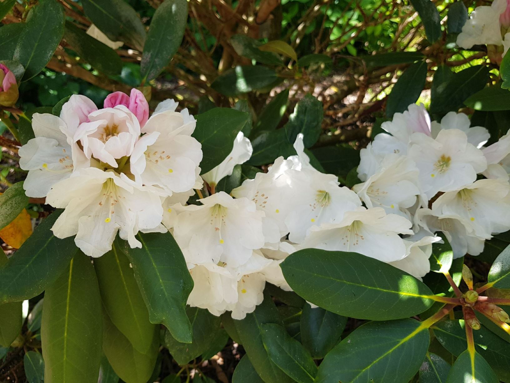 Rhododendron 'Summer Cloud'