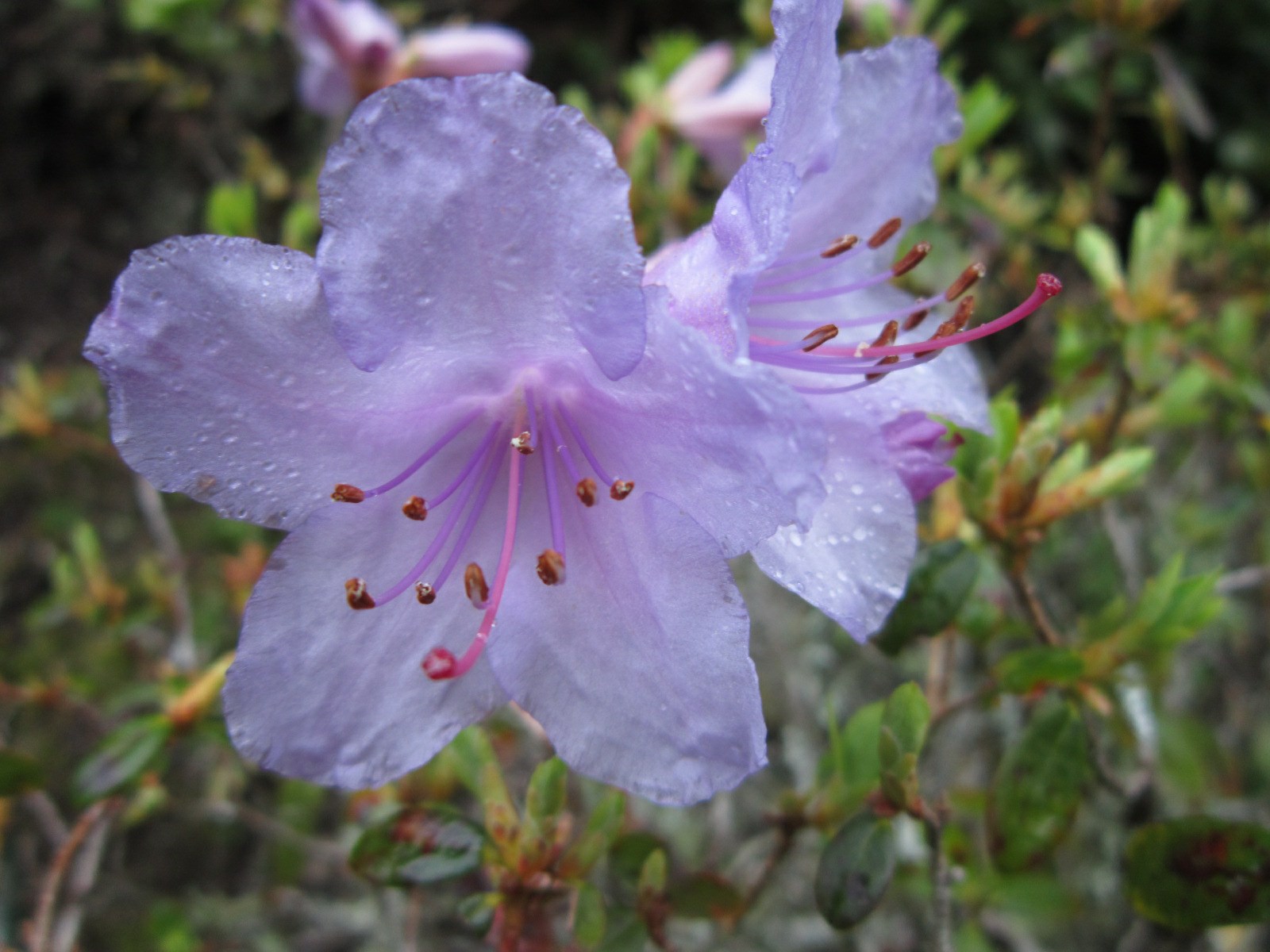 Rhododendron calostrotum subsp. riparium