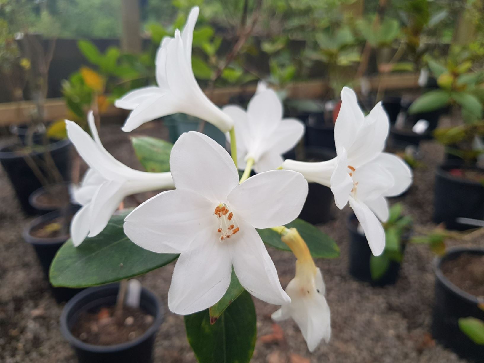 Rhododendron impositum (Vireya)