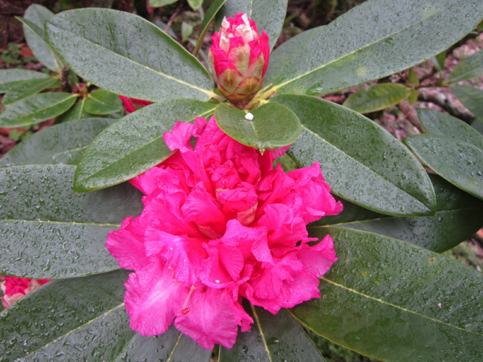 Rhododendron 'College Pink'