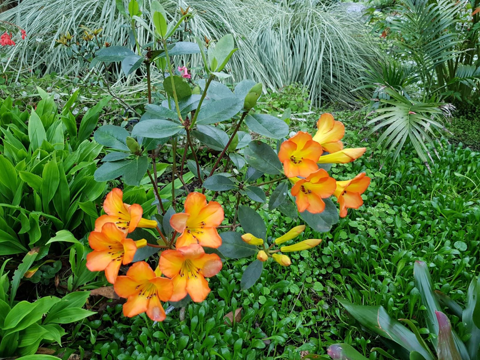 Rhododendron macgregoriae × (Vireya)