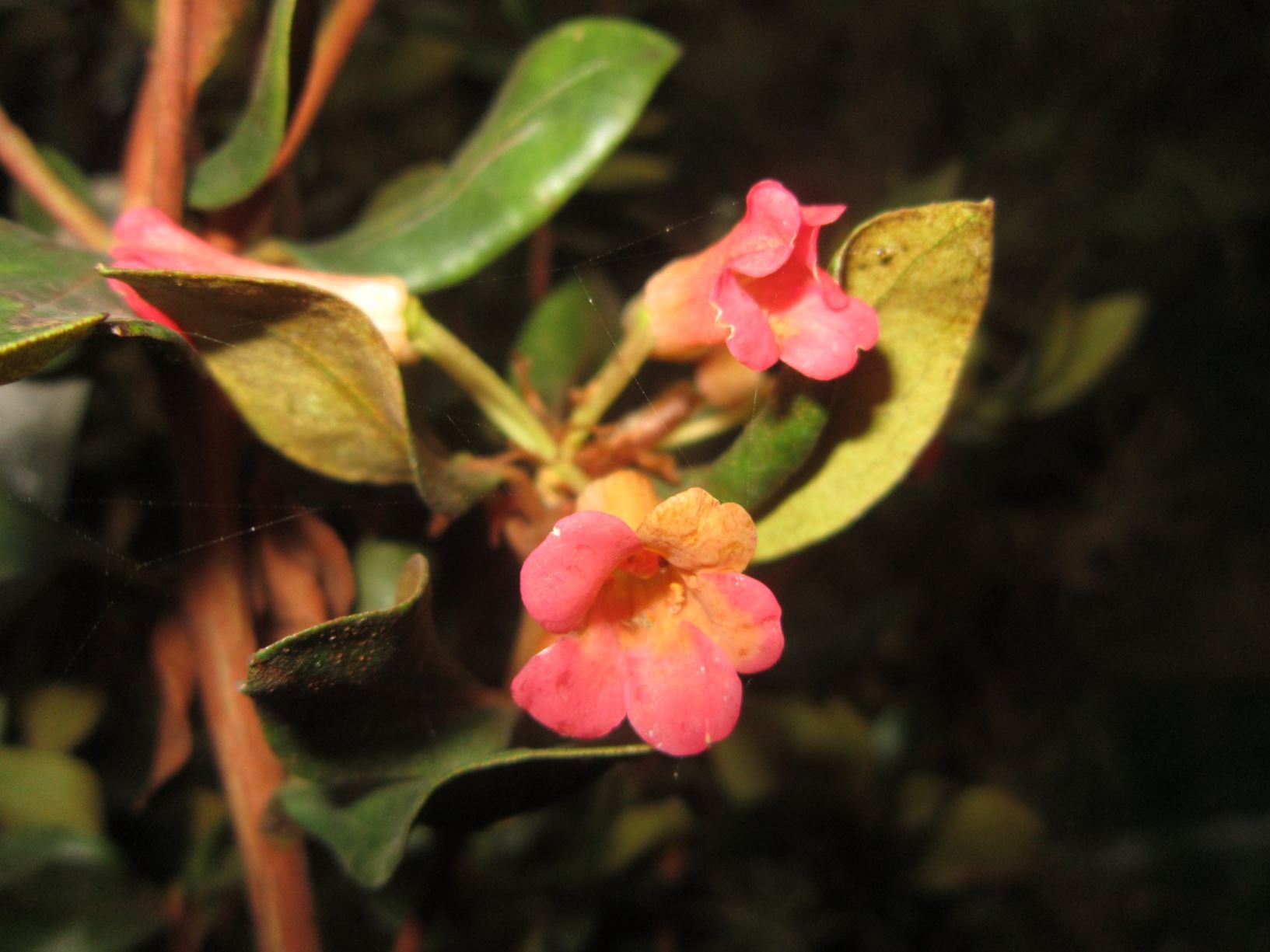 Rhododendron zollingeri × (Vireya)